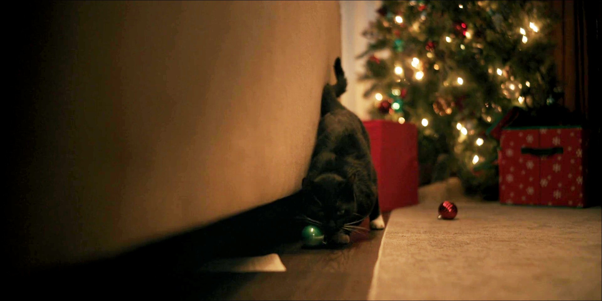 L'un des deux chats d'Emily Lane